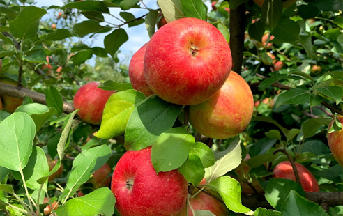 apples on the tree