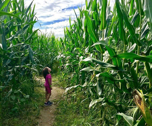 young child in corn maze