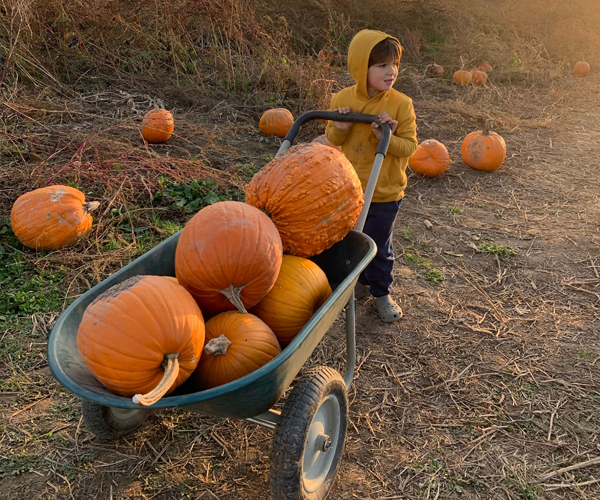 child pushing wheel barrow of pumpkins
