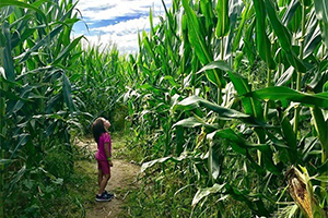 little kid in corn maze