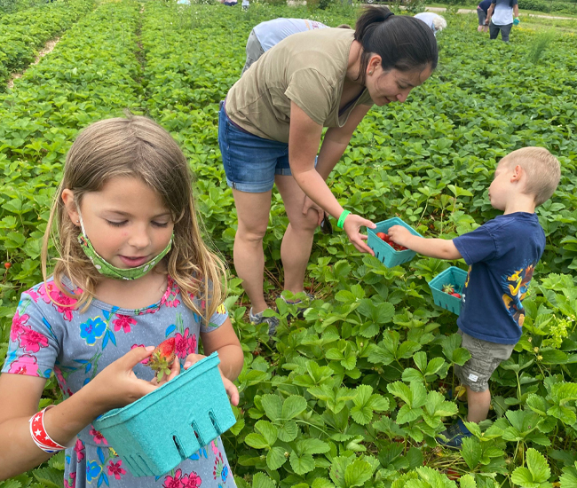 kids from field trip pick their own berries