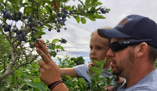 father & son pick blueberries
