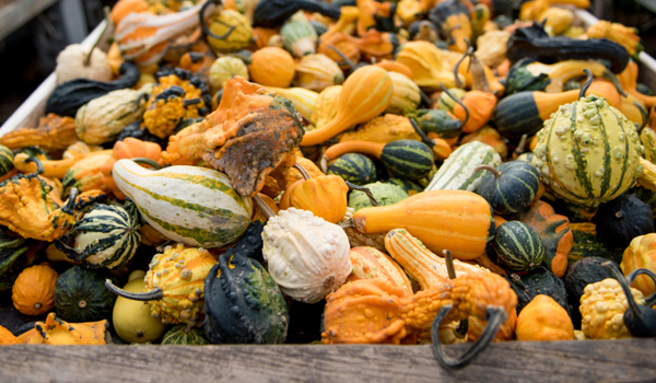 crate full of gourds