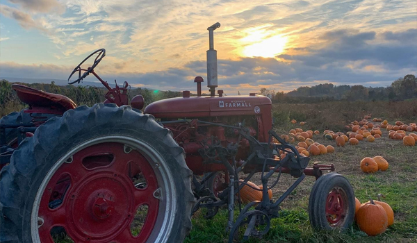 tractor on pumpkin field