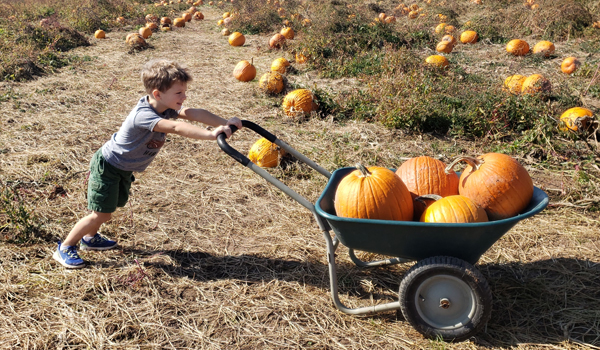 boy pushing wheel barrow of pumpkins
