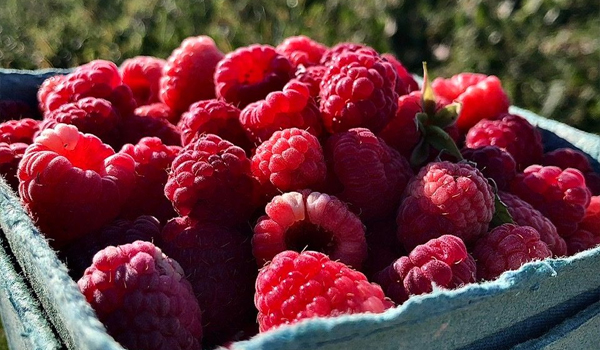 raspberries - pick your own