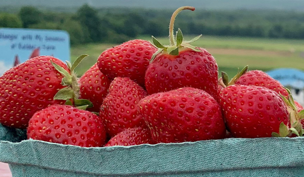 strawberries - pick your own