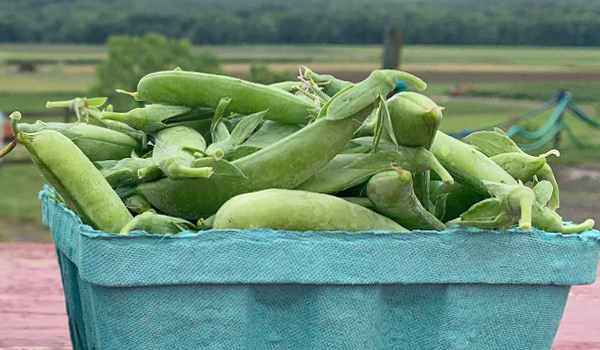 snap peas - pick your own