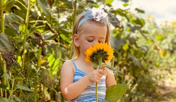 little girl sniffing sunflower